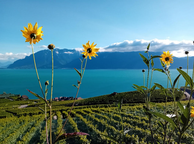 0018_Vevey_Schoene Aussichten Touristik_6
